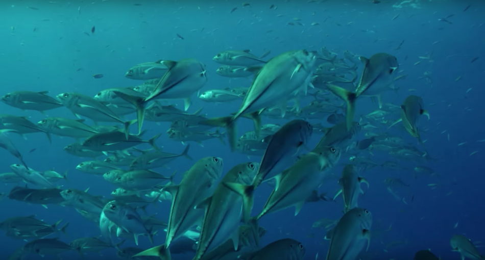 David Attenborough's Great Barrier Reef Dive VR